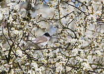 Blackcap (Sylvia atricapilla) male among flowering Blackthorn (Prunus spinosa). Norfolk, UK, April