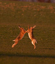 European brown hare (Lepus europaeus) boxing in spring. Norfolk, UK, March