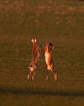European brown hare (Lepus europaeus) boxing in spring. Norfolk, UK, March