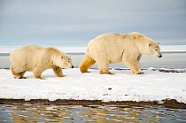 Polar bear (Ursus maritimus) sow with a cub aged two years, walking along a barrier island in search of food during autumn freeze up, Barter Island, 1002 area of the Arctic National Wildlife Refuge, A...
