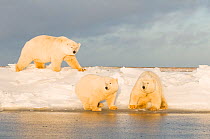 Polar bear (Ursus maritimus) sow with a pair of cubs aged 2 years, walking along a barrier island during autumn freeze up, Barter Island, 1002 area of the Arctic National Wildlife Refuge, Alaska