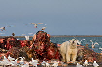 Polar bear (Ursus maritimus) large boar scavenging the carcass of a Bowhead Whale (Balaena mysticetus) alongside a flock of gulls, in early autumn, Barter Island, 1002 area of the Arctic National Wild...