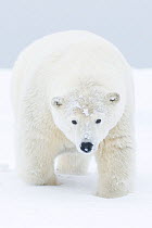 Polar bear (Ursus maritimus) portrait of curious young male, covered in snow from rolling around / playing. On a barrier island during autumn freeze up, Bernard Spit, 1002 area of the Arctic National...