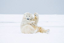 Polar bear (Ursus maritimus) young male playing / rolling around in the snow along a barrier island during autumn freeze up, Bernard Spit, 1002 area of the Arctic National Wildlife Refuge, Alaska