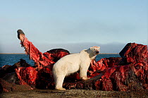 Polar bear (Ursus maritimus) large male scavenging the carcass of a bowhead whale, Balaena mysticetus, in early autumn, Barter Island, 1002 area of the Arctic National Wildlife Refuge, Alaska