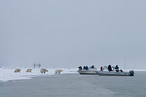 Photographers photographing of a group of curious Polar bears (Ursus maritimus) from motorboats along a barrier island during autumn freeze up, Barter Island, 1002 area of the Arctic National Wildlife...