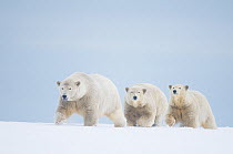 Polar bears (Ursus maritimus) female with cubs aged two years travelling along a barrier island during autumn freeze up, Bernard Spit, 1002 area of the Arctic National Wildlife Refuge, Alaska