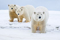 Polar bear (Ursus maritimus) female with cubs aged two years, along a barrier island during fall freeze up, Barter Island, 1002 area of the Arctic National Wildlife Refuge, Alaska