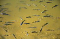 School of Tilapia (Oreochromis mossambicus) fish swimming in the Salton Sea in winter, Colorado Desert, California