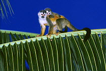 Central American / Red-backed squirrel monkey (Saimiri oerstedii) mother carrying baby on her back, Costa Rica, Vulnerable species