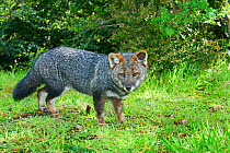 Darwin's Fox (Pseudalopex fulvipes) wild, Chiloe Island, Chile, Endangered