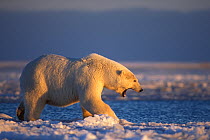 Polar bear (Ursus maritimus) large adult yawns to display discomfort / aggression, walking pack ice of the frozen 1002 coastal plain of the Arctic National Wildlife Refuge, Alaska