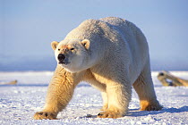 Polar bear (Ursus maritimus) female walking on the pack ice, fat from feeding on seals, 1002 area of the Arctic National Wildlife Refuge, Alaska