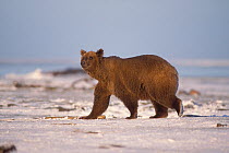 Grizzly bear (Ursus arctos horribilis) sow walking along the Arctic coast, 1002 area of the Arctic National Wildlife Refuge, Alaska