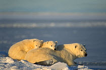 Polar bear (Ursus maritimus) sow with two cubs resting along the Arctic coast, 1002 coastal plain of the Arctic National Wildlife Refuge, Alaska