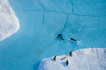 Aerial view of Ringed seals (Phoca hispida) on multi-layer ice (freshwater pans formed over many years where salt is squeezed out of the ice) with exit hole underneath ocean, Chukchi Sea, 20 miles off...