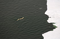 Aerial view of Polar bear (Ursus maritimus) sow with cub swimming towards multi-layered ice  on the Chukchi Sea, off the National Petroleum Reserves, Alaska