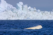 Beluga whale (Delphinapterus leucas) swimming in an open lead during spring migration, Chukchi Sea, Barrow, Arctic Alaska