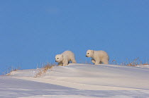 Two Polar bear (Ursus maritimus) newborn cubs playing outside their den, mouth of Canning River along the Arctic coast, eastern Arctic National Wildlife Refuge, Alaska