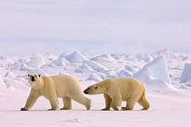 Polar bear (Ursus maritimus) pair walking in rough ice on the frozen eastern Chukchi Sea, Arctic Alaska