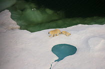 Aerial view of Polar bear (Ursus maritimus) sow with cub walking on multi-layer ice (freshwater pans formed over the years where the salt is squeezed out of the ice) on the Chukchi Sea, off the Nation...