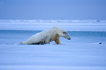 Polar bear (Ursus maritimus) climbing onto thin ice from the sea, 1002 coastal plain of the Arctic National Wildlife Refuge, Alaska