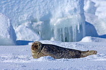 Ringed seal (Phoca hispida) portrait of pup lying on ice, Chukchi Sea, off shore from Point Barrow, Arctic Alaska