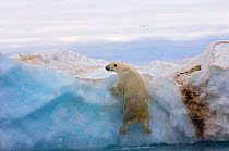 Polar bear (Ursus maritimus) male climbing out of sea onto iceberg floating in the Beaufort Sea, Alaska