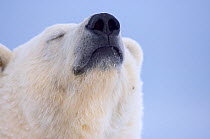 Polar bear (Ursus maritimus) head portrait of adult scenting the wind, Arctic National Wildlife Refuge, Alaska