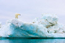 Polar bear (Ursus maritimus) standing on iceberg floating in the Beaufort Sea, Arctic ocean, off the coast of Alaska.