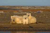 Polar bear (Ursus maritimus) sow with cubs resting on Bernard Spit in September, waiting for ice to form so they can hunt, Arctic National Wildlife Refuge, Alaska