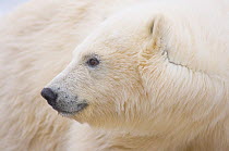 Polar bear (Ursus maritimus) profile portrait of juvenile, Bernard Spit, Arctic National Wildlife Refuge, Alaska