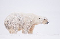 Polar bear (Ursus maritimus) old boar covered in snow, feeding on Bowhead whale (Balaena mysticetus) skin and blubber /muktuk, along the arctic coast, 1002 area of the Arctic National Wildlife Refuge,...