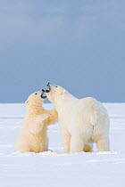Polar bear (Ursus maritimus) young plump sow plays with a spring cub on newly formed pack ice along the arctic coast, Arctic National Wildlife Refuge, Alaska, Beaufort Sea