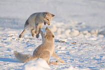 Pair of Arctic foxes (Vulpes lagopus) playing together, with their coats changing from summer brown to winter white, Autumn, Arctic National Wildlife Refuge, Alaska.