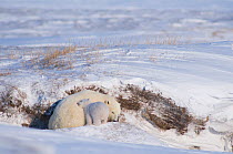 Polar bear (Ursus maritimus) sow with spring cub feeds on "sugar snow" or the ice crystals formed on top of the snow, essentially taking a drink of water, outside their den. Winter, arctic coast of Al...