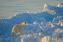 Polar bear (Ursus maritimus) adult travelling through rough pack ice over the Chukchi Sea in search of food, off shore from Barrow, Alaska