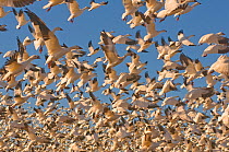 Thousands of Snow geese (Chen caerulescens) taking flight to begin their migration south from their summer nesting grounds in the Arctic, Alaska.