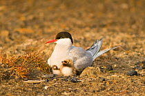 Arctic tern (Sterna paradisaea) adult with a two chicks at  nest on the tundra, Svalbard, Arctic.