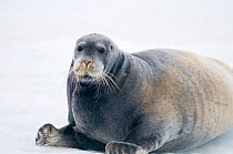 Bearded seal (Erignathus barbatus) portrait resting on floating sea ice, arctic coast of Svalbard.