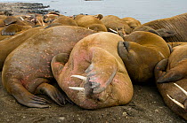 Walruses (Odobenus rosmarus) bulls of various ages resting together on sandspit, along the coast of Svalbard, Atlantic coast.