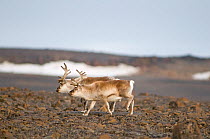 Two Svalbard reindeer (Rangifer tarandus platyrhynchus) walking along the coast of Svalbard, Arctic.