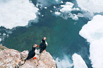 Pair of Atlantic puffins (Fratercula arctica) perched on cliffs along coast of Svalbard in summertime, Arctic.