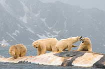 Group of Polar bears (Ursus maritimus) scavenging the carcass of a Fin whale (Balaenoptera physalus) floating along the coastline, in summer. Svalbard, Norway