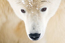 Polar bear (Ursus maritimus) head close-up portrait of an adult male, with snowflakes on fur, Barter Island, 1002 area of the Arctic National Wildlife Refuge, Alaska