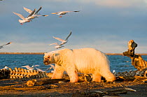 Polar bear (Ursus maritimus) large boar scavenging a Bowhead Whale carcass left by Inupiaq subsistence hunters along the Arctic coast of Alaska