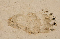 Polar bear (Ursus maritimus) footprint left in the mud by a hind foot, Barter Island, 1002 area of the Arctic National Wildlife Refuge, Alaska