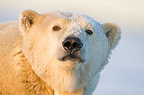 Polar bear (Ursus maritimus) portrait of a tagged and collared female in early autumn, with snow on her face. Barter Island, 1002 area of the Arctic National Wildlife Refuge, Alaska