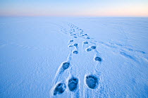Polar bear (Ursus maritimus) footprints in the snow along a barrier island during autumn freeze up, Bernard Spit, 1002 area of the Arctic National Wildlife Refuge, Alaska. October 2009
