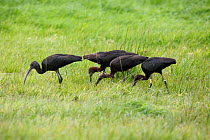 Glossy ibis (Plegadis falcinellus) group feeding in grass field, Carmarthenshire, Wales, UK, September 2009